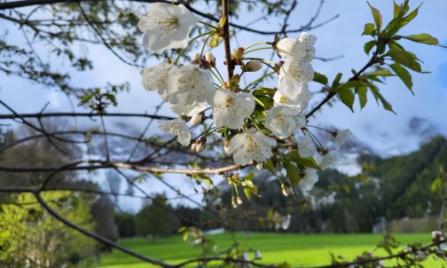 Die Natur blüht auf.