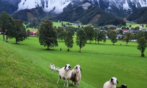 Schafe im Tal, am Berg liegt noch Schnee