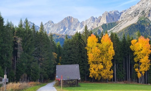 Gelbe farbenfrohe Bäume