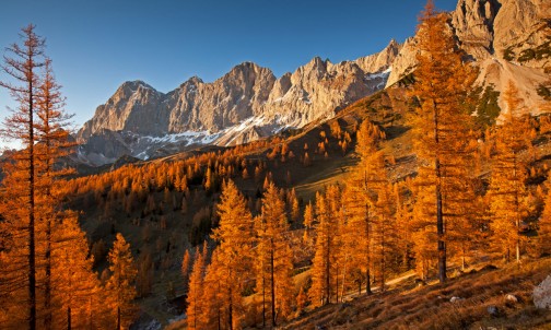 Orange leuchtender Lärchenwald vor dem Dachstein