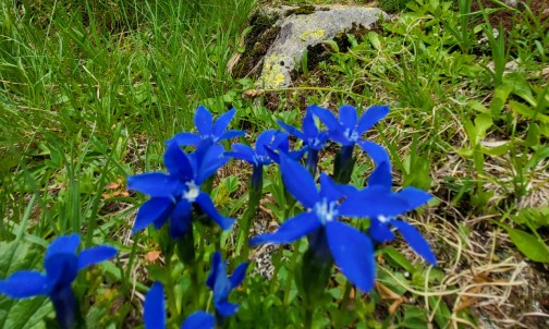 Enzian am Wegesrand während der Wanderung