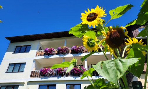 Blumenwiese vor dem Haus Herma