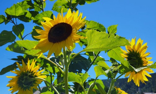 Sonnenblumen - das Futter für unsere Bienen