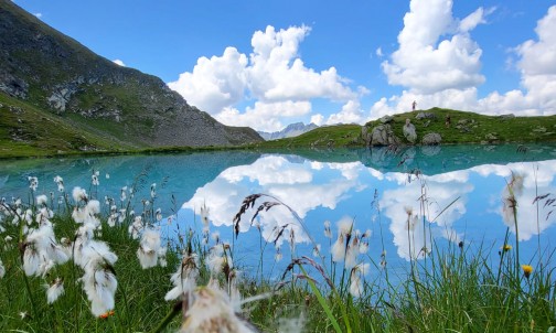 Wollgras am Bergsee