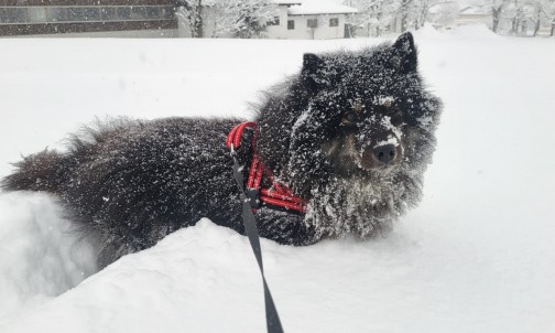 Haushund Baghira spielt im Schnee