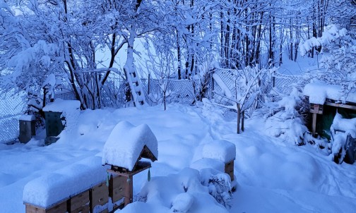 Tief verschneit ist der Garten an vielen Wintertagen