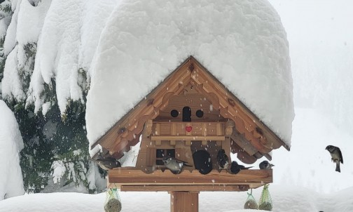 Vogelhäuschen im Garten vom Haus Herma