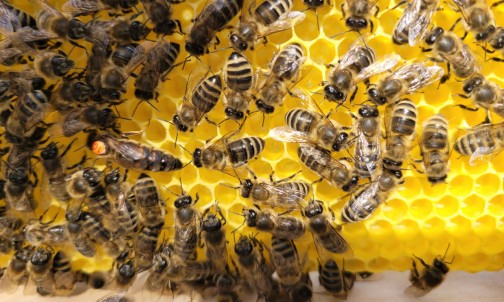 Unsere fleißigen Bienchen