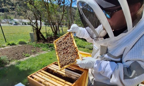 Arbeit an den Bienenstöcken