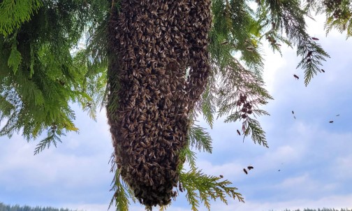 Bienenschwarm am Baum