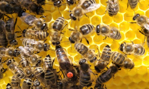 Bienen in den Waben mit der Königin