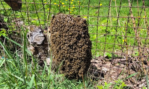 Bienenschwarm am Zaun