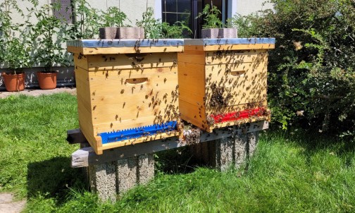 Die Bienenstöcke im Garten vom Haus Herma