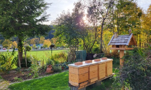 Die Bienenstöcke im Garten vom Haus Herma in Ramsau am Dachstein