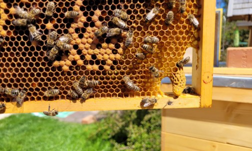 Platte aus dem Bienenstock