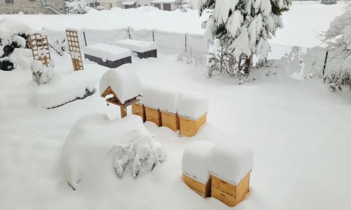 Die Bienen im Winterschlaf