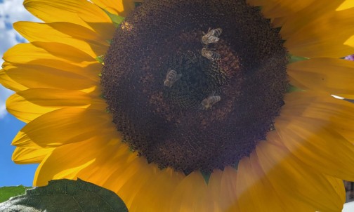 Die Sonnenblumen im Garten sind wichtiges Bienenfutter