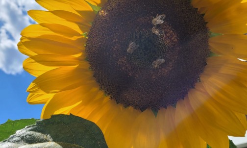 Sonnenblume im Garten - bestes Bienenfutter