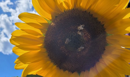 Nur das Beste aus der Natur für die Bienen beim Haus Herma in Ramsau am Dachstein