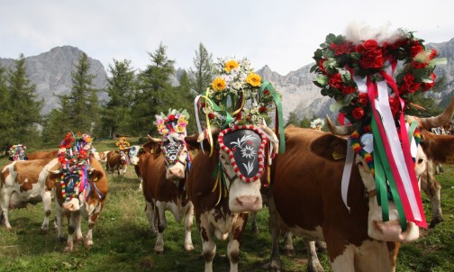 Almabtrieb in Ramsau am Dachstein