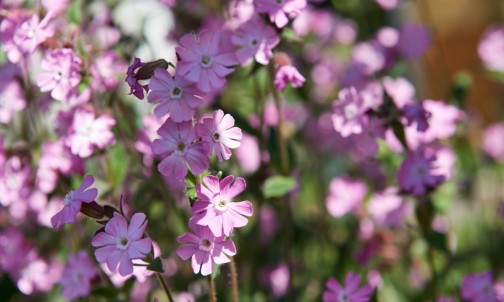 Alpenblumen für den besonderen Geschmack des Gebirgshonigs