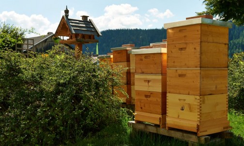 Bienenstöcke in Ramsau am Dachstein