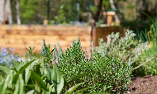 Wildkräuter im Garten von Haus Herma