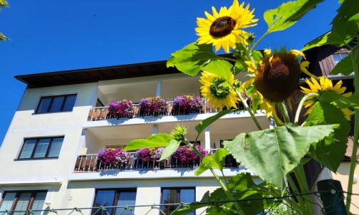 Sonnenblumen vor dem Haus Herma in Ramsau am Dachstein